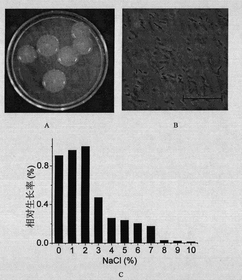 Agrobacterium ZX09, water-soluble beta-glucan prepared from Agrobacterium ZX09 and preparation method thereof and application on reducing blood sugar