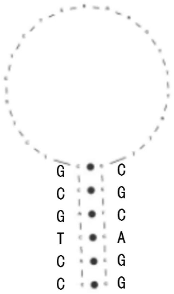 Probe, primer and kit for detecting gene polymorphism of methylenetetrahydrofolate reductase (MTHFR)