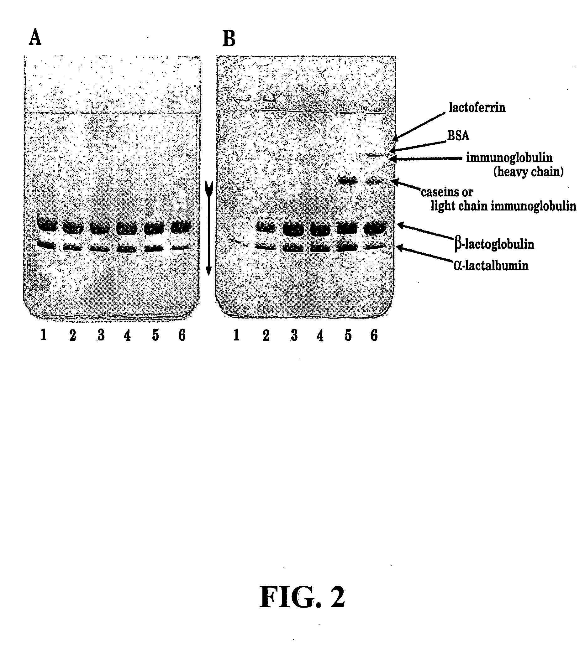 Food products containing partially and/or totally denatured milk proteins