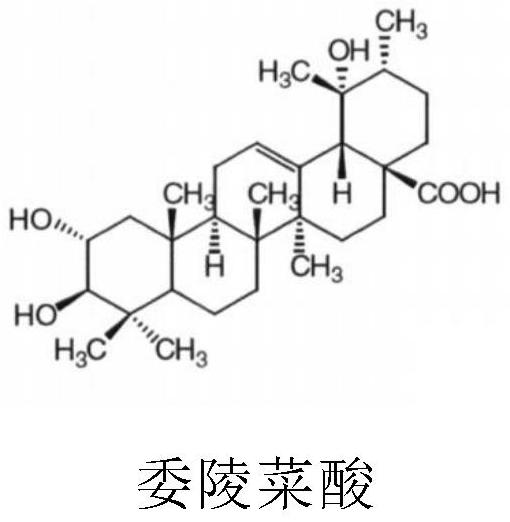 Application of tormentic acid and anisodamine capsule in preparation of medicine for treating diabetes