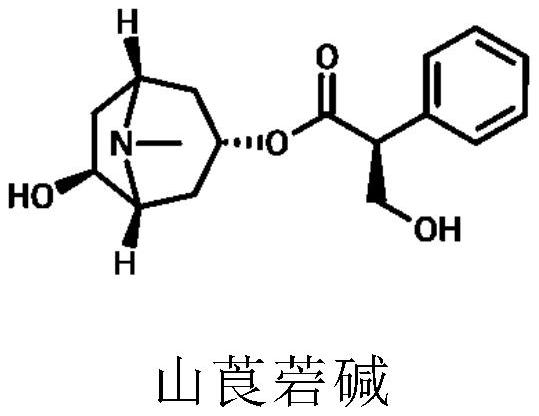 Application of tormentic acid and anisodamine capsule in preparation of medicine for treating diabetes