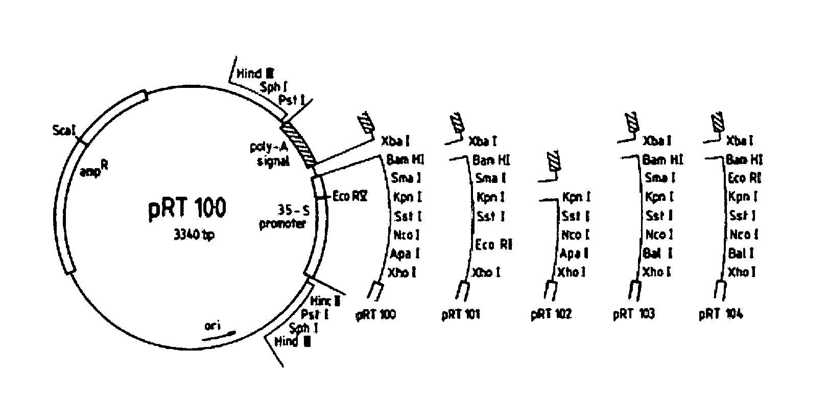 Novel plants