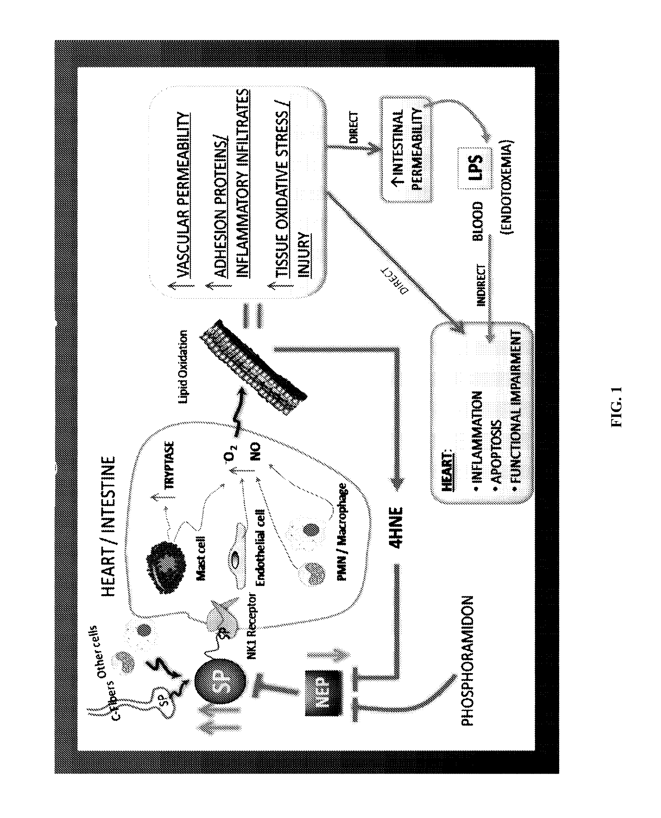 Use of NK-1 receptor antagonists for treating hypomagnesemia, neurogenic inflammation, and cardiac dysfunction associated with EGFR-blocking drugs