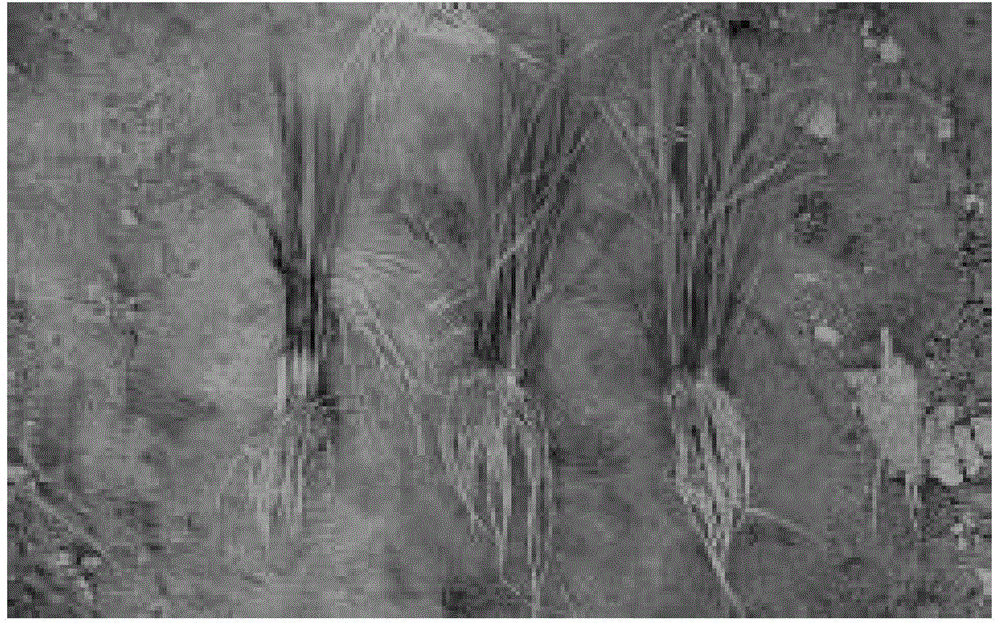 Rice seed soaking agent and application thereof