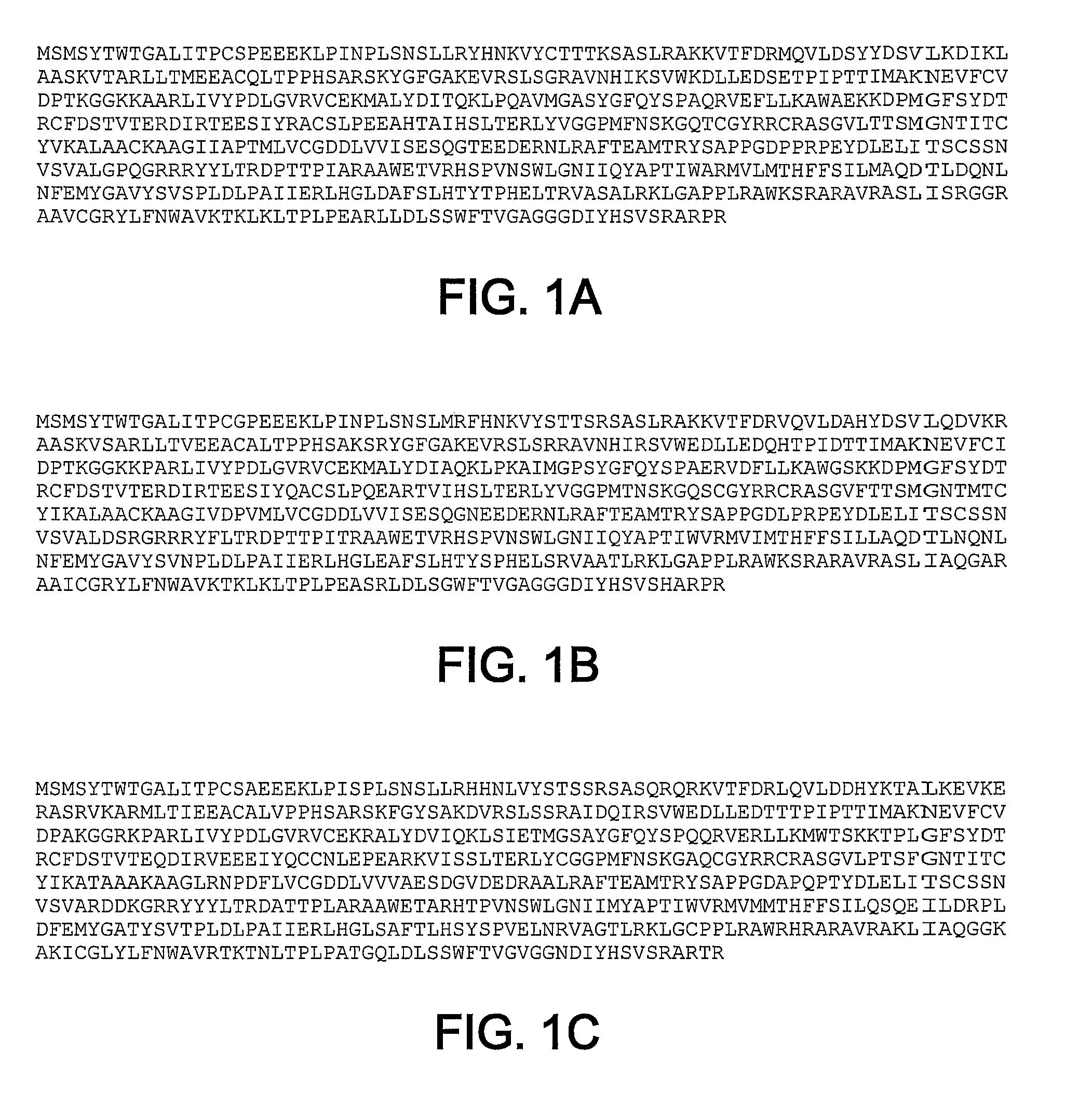 HCV RNA-dependent RNA polymerase