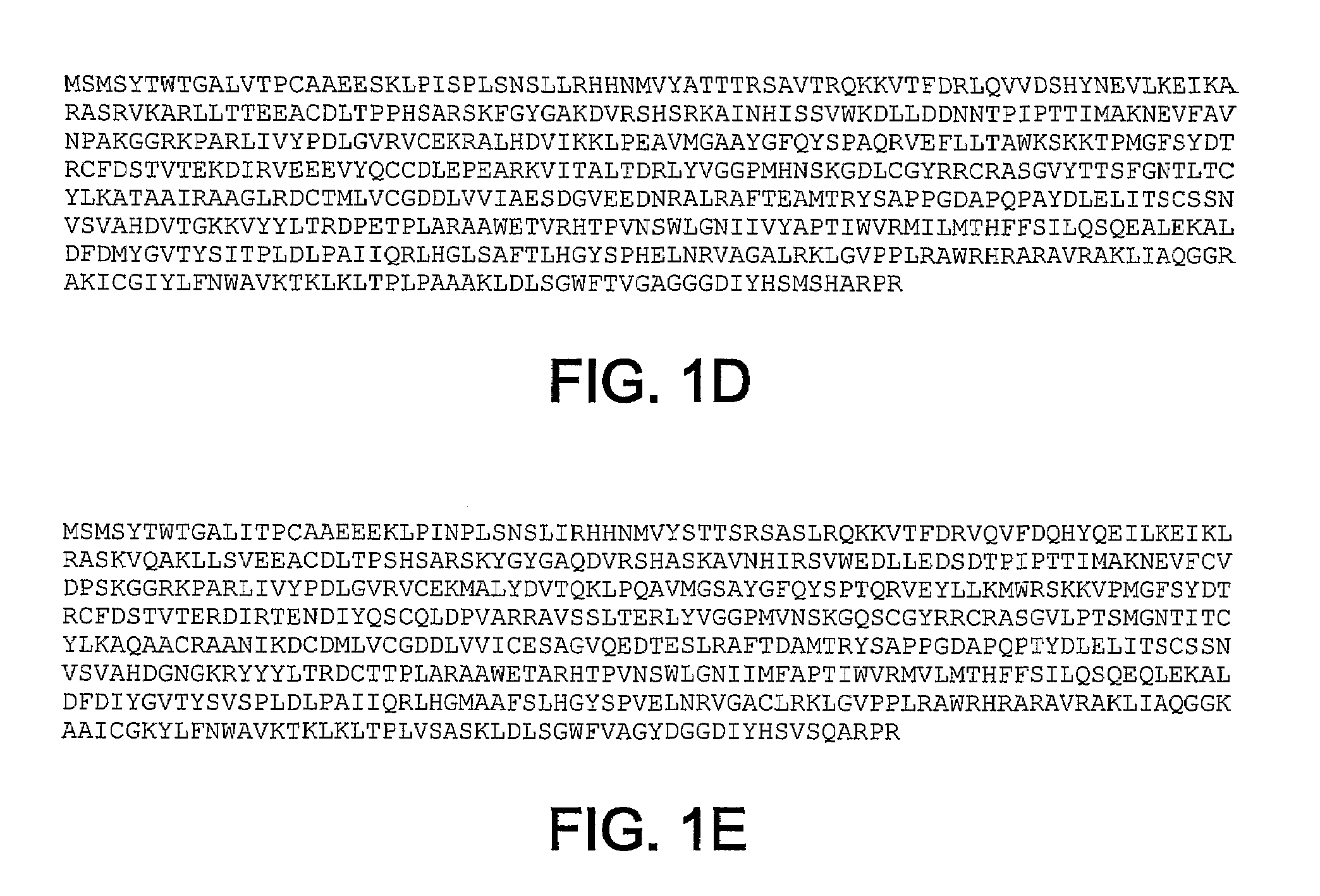 HCV RNA-dependent RNA polymerase