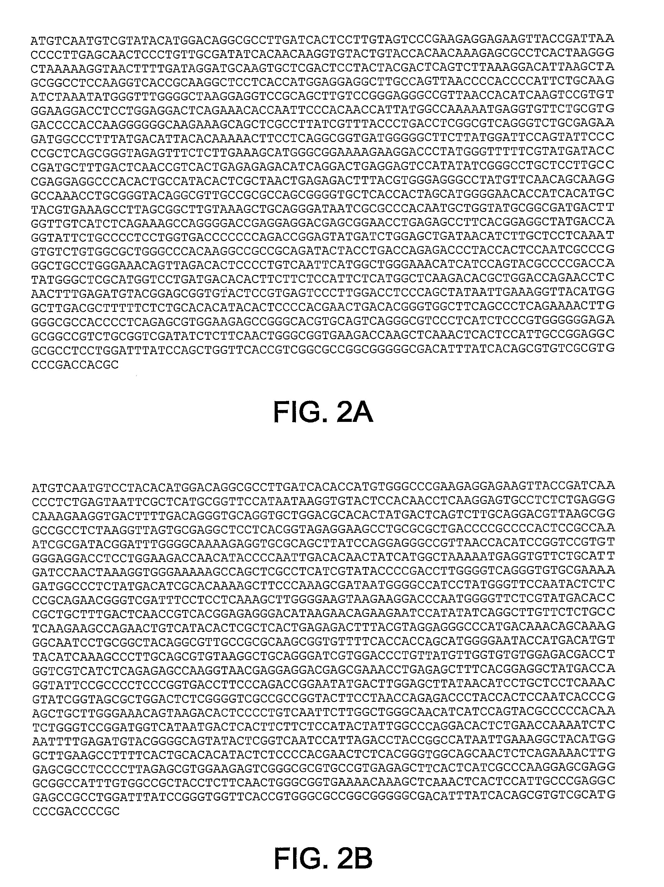 HCV RNA-dependent RNA polymerase