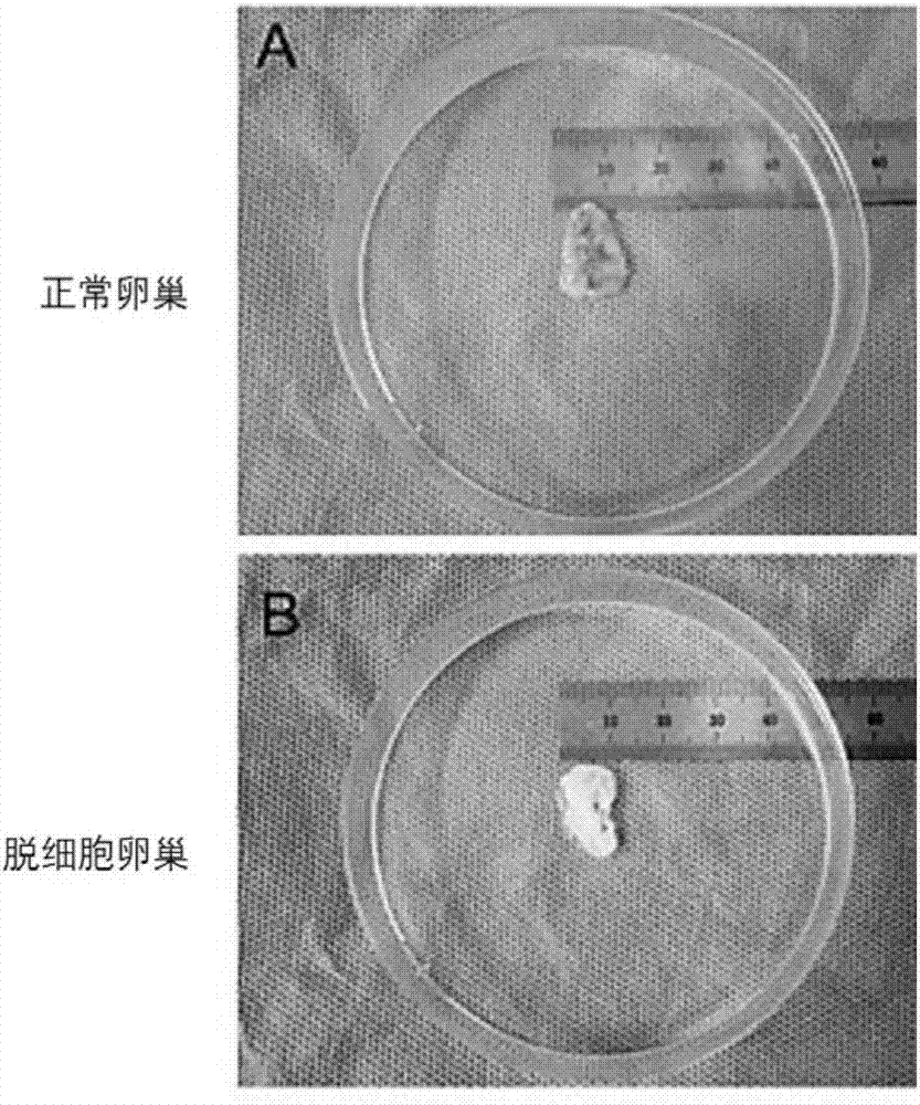 Natural tissue derived ovarian acellular material and preparation method thereof