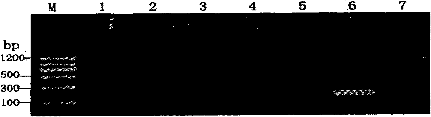 Method for rapidly removing three viruses of lily