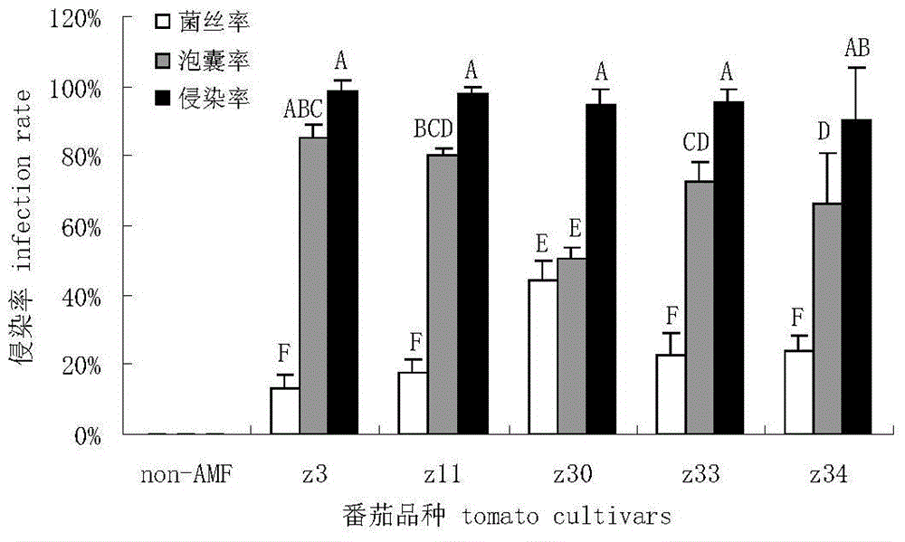 Separation of arbuscular mycorrhizal fungi as well as preparation and application of arbuscular mycorrhizal fungi fungicide