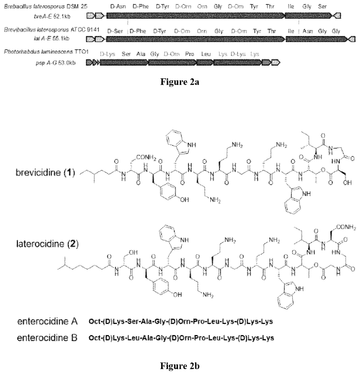 Discovery of cationic nonribosomal peptides as Gram-negative antibiotics through global genome mining