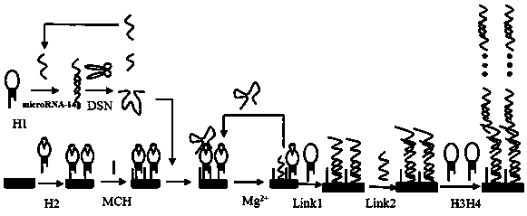 Preparation method of DNA self-assembled electrochemical biosensor using dsn enzyme and dnazyme