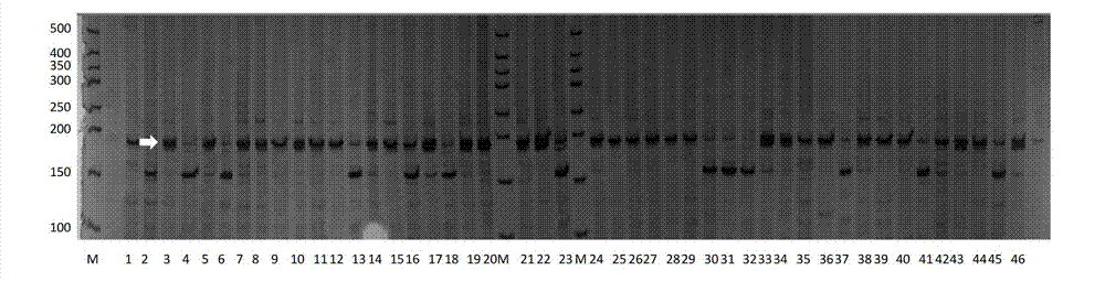 Molecular marker of major QTL (Quantitative Trait Locus) of soybean seed protein content and application thereof