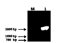 Method for expressing and purifying human cytoplasmic gelsolin