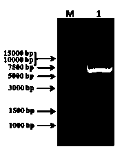 Method for expressing and purifying human cytoplasmic gelsolin