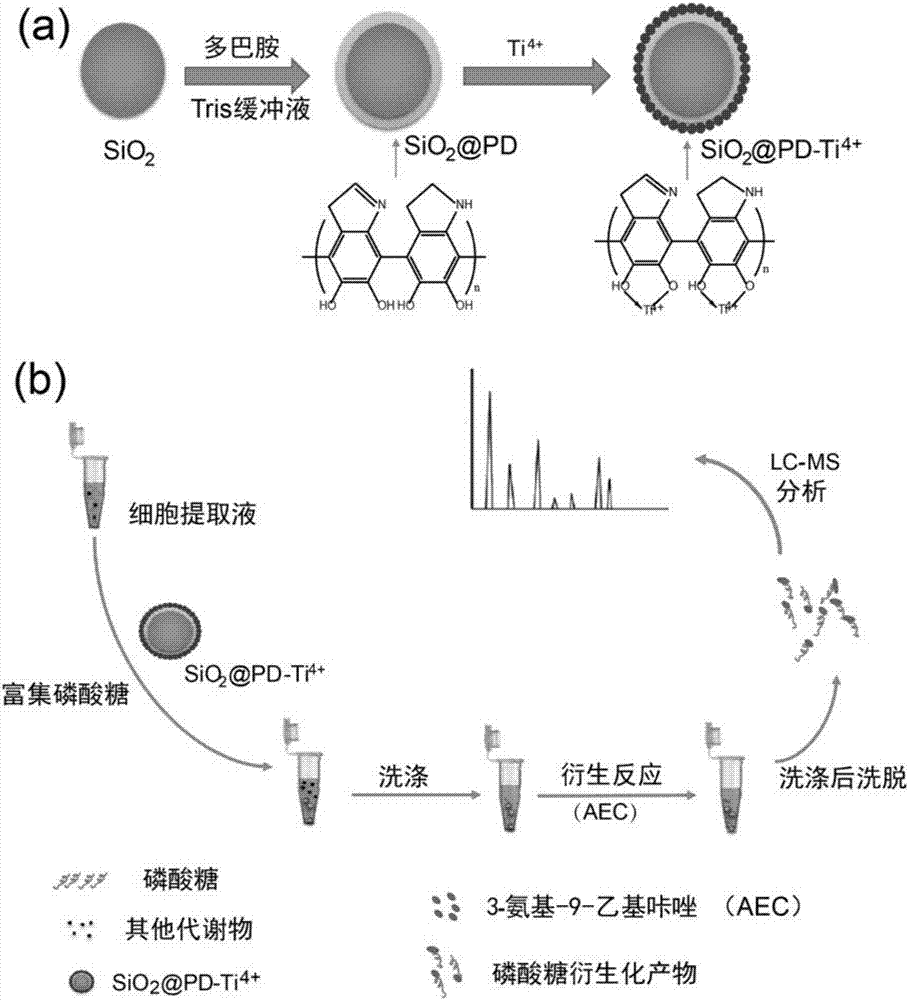 Pretreatment method for enrichment and solid-phase derivatization of sugar phosphate substances