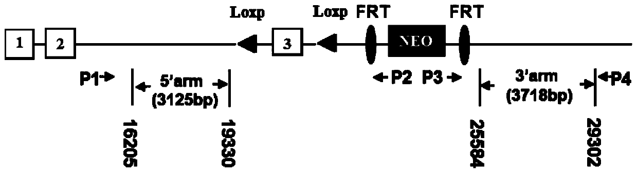 A method for establishing an animal model of non-human mammalian anxiety or related diseases and its application