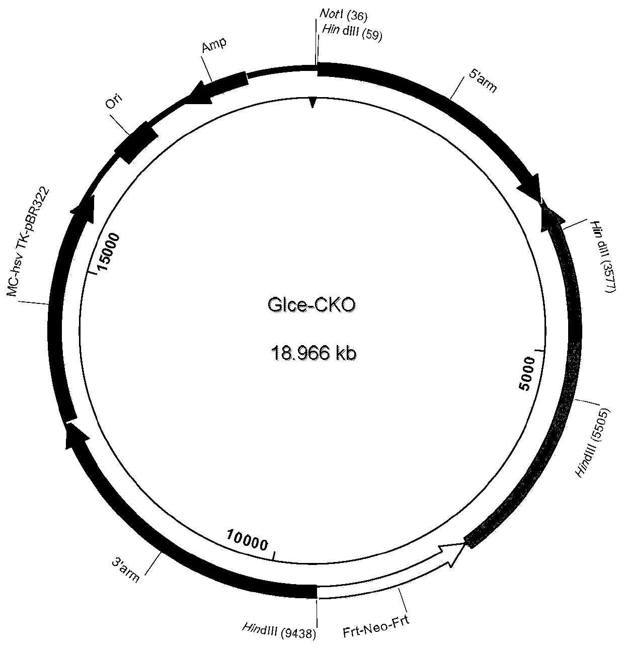 A method for establishing an animal model of non-human mammalian anxiety or related diseases and its application