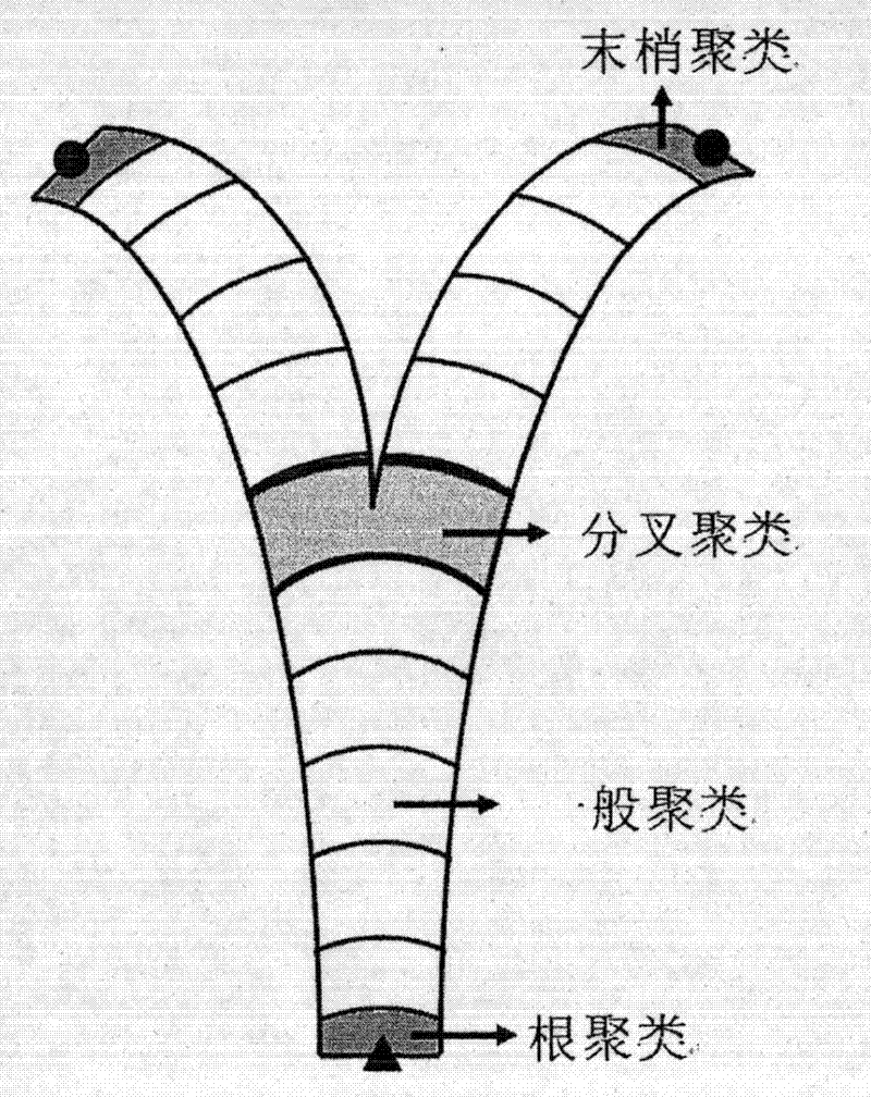 Three-dimensional framework fast extraction method based on branch feathers