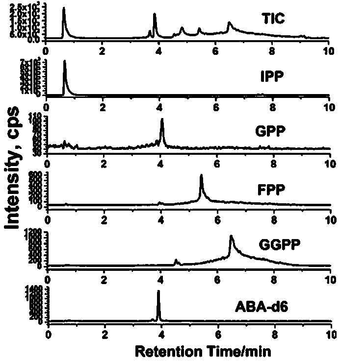 LC-MS/MS method for detecting IPP, GPP, FPP and GGPP in fresh tobacco leaf