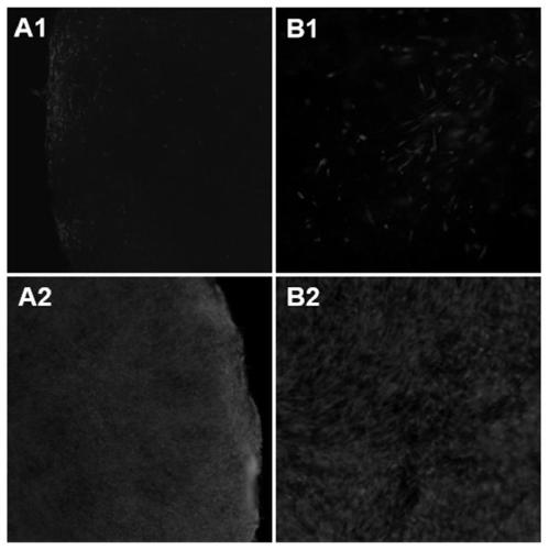 Improved microcarrier living cell fluorescence staining method