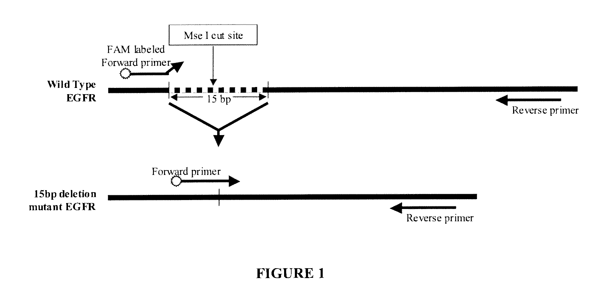 Nucleic acid detection combining amplification with fragmentation