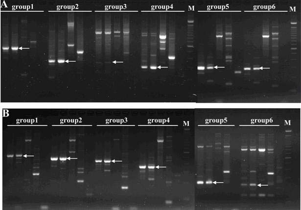 Specific primer used for separating and identifying activator/dissociator (Ac/Ds) transposons flanking sequences