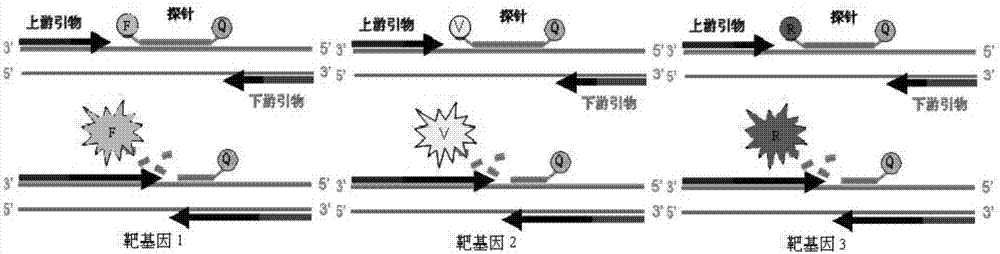 Multiplex fluorescence quantitative PCR detection kit for avian influnza virus N subtype genetic typing and application thereof