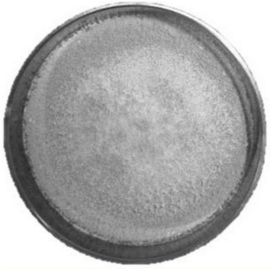 Quasi-trichoderma harzianum strain and application thereof