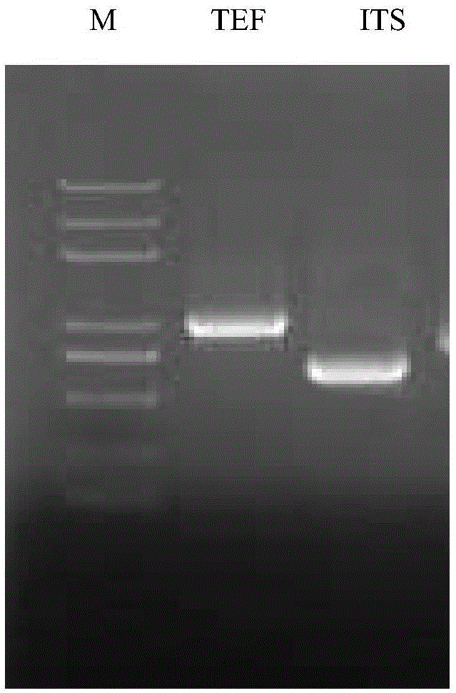 Quasi-trichoderma harzianum strain and application thereof