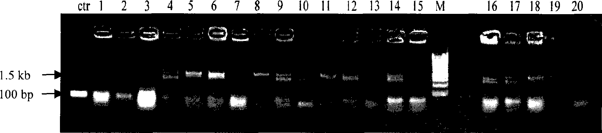 Method for improving ratio of butanol produced from clostridium