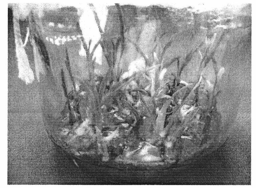 Method for hybridizing cymbidium goeringii, aseptically sowing seeds and raising seedlings