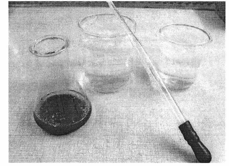 Method for hybridizing cymbidium goeringii, aseptically sowing seeds and raising seedlings