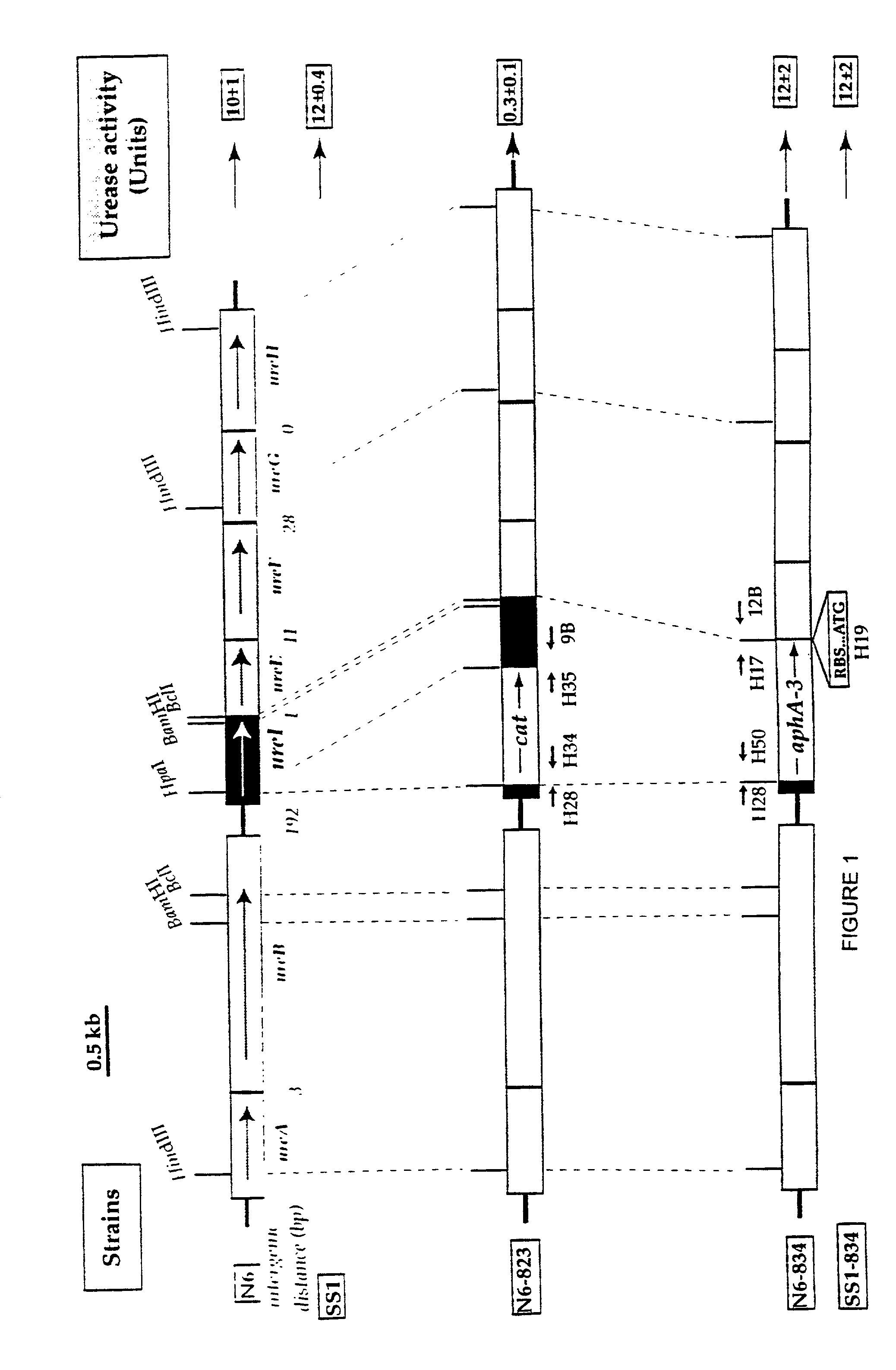 Methods of inhibiting helicobacter pylori