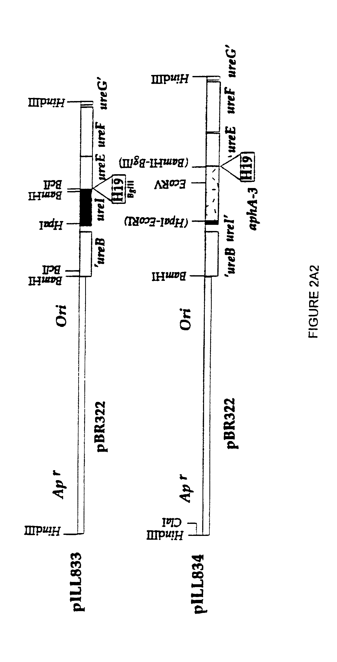 Methods of inhibiting helicobacter pylori