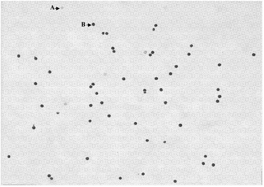 Method for determining pollen number in rice anther