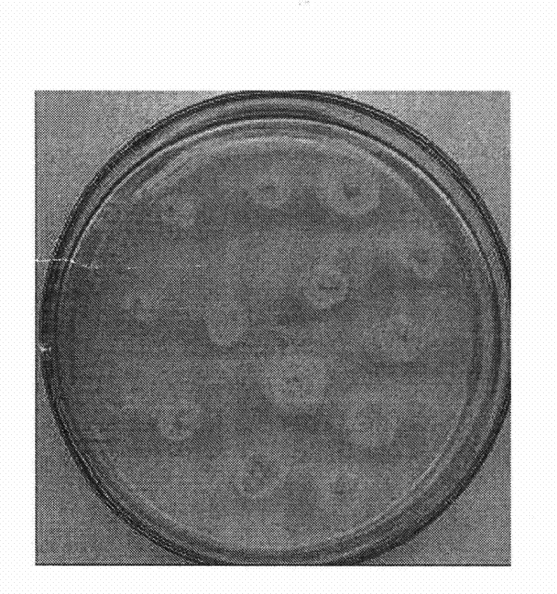 Fusant bacterial strain and applications thereof