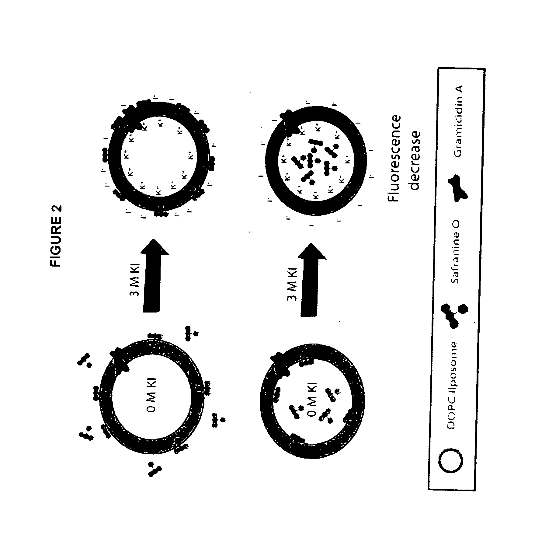 Method of immobilizing membrane-associated molecules