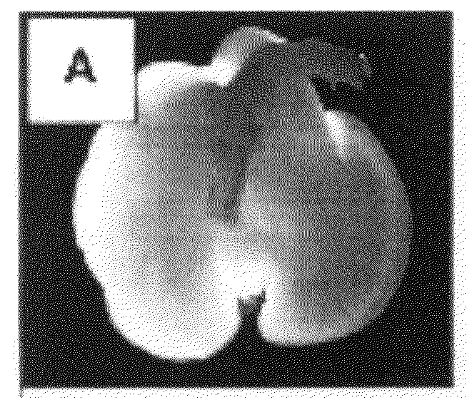 Production of and uses for decellularized lung tissue