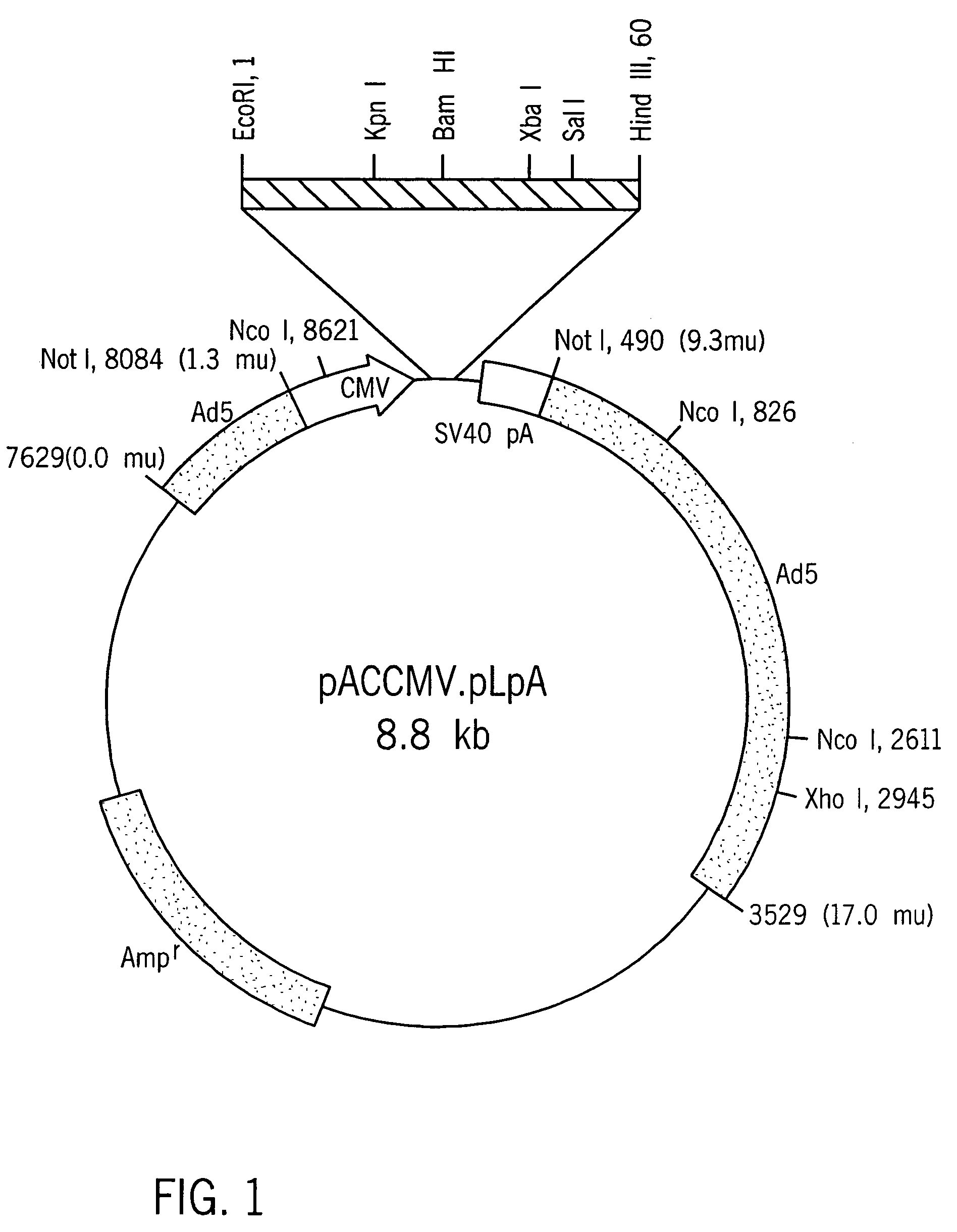 Treatment of diabetes with synthetic beta cells