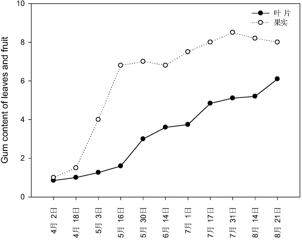 Method for increasing gel content of eucommia ulmoides