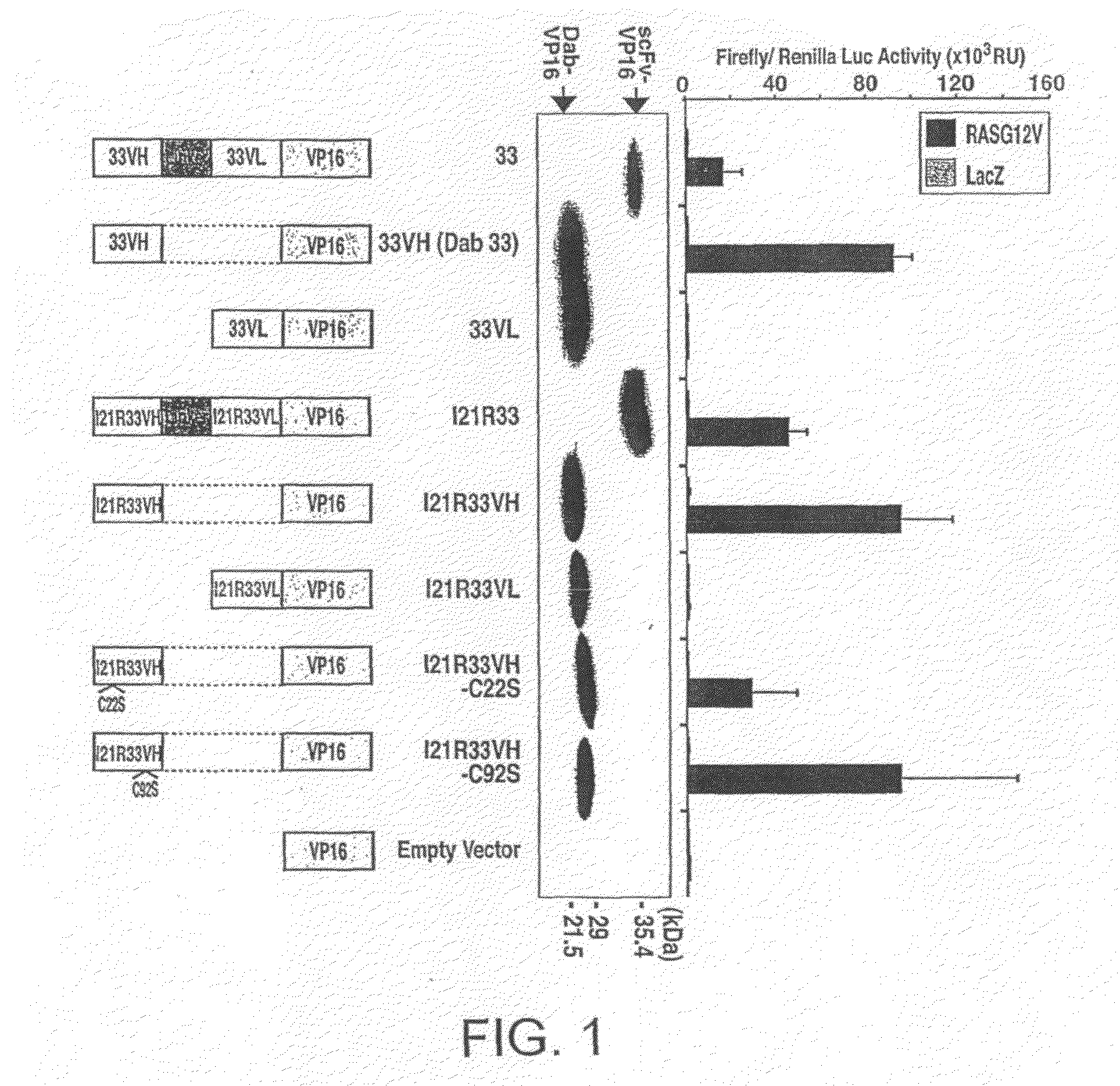 Intracellular antibodies