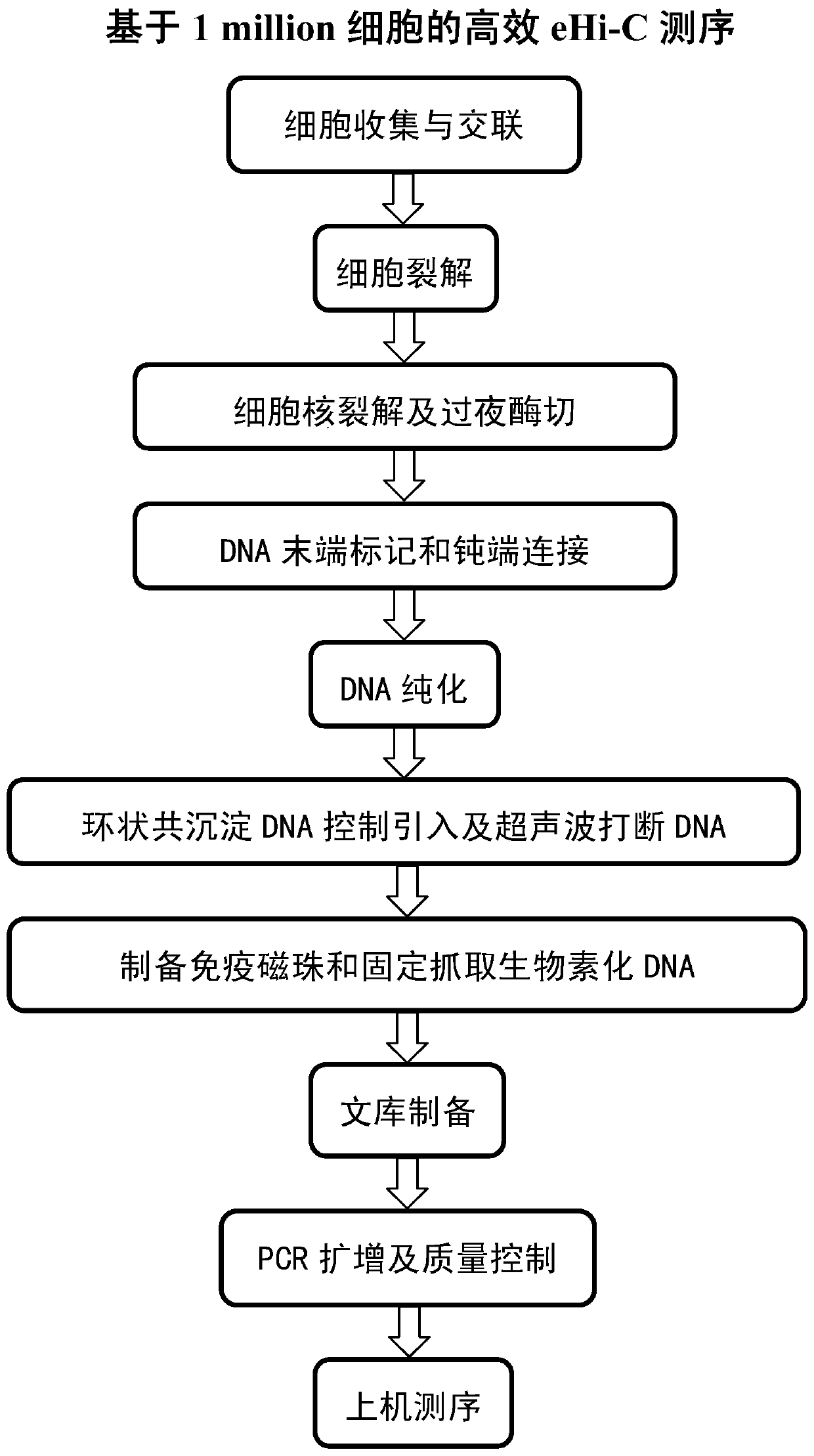 A highly efficient genome-wide chromatin conformation technique ehi-c