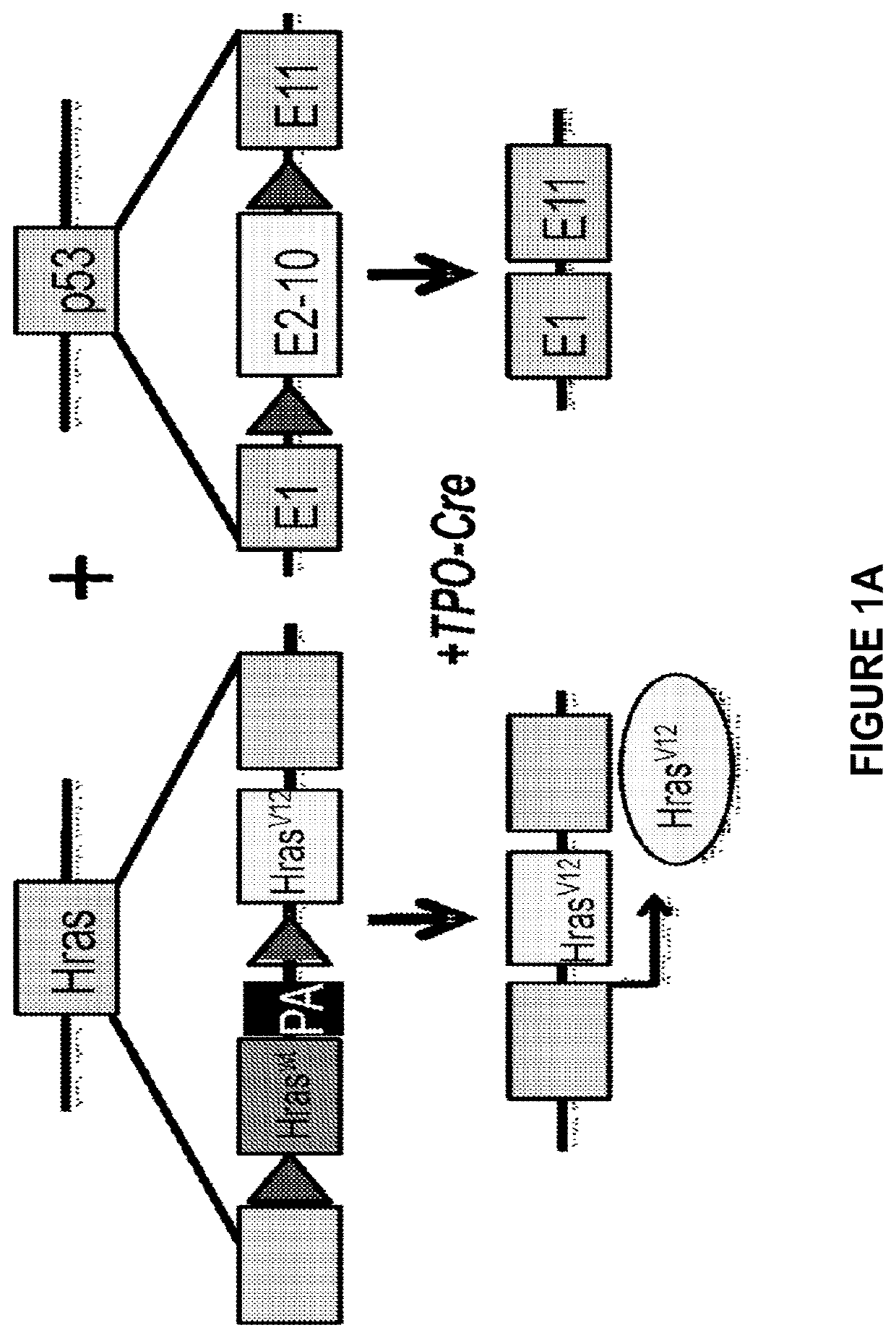 Treatment of H-Ras-driven tumors