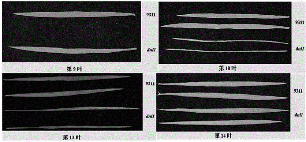 Protein for controlling rice leaf morphology and root hair development, and coding gene and application thereof