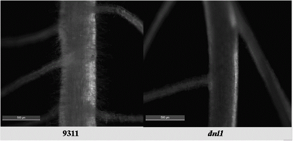 Protein for controlling rice leaf morphology and root hair development, and coding gene and application thereof