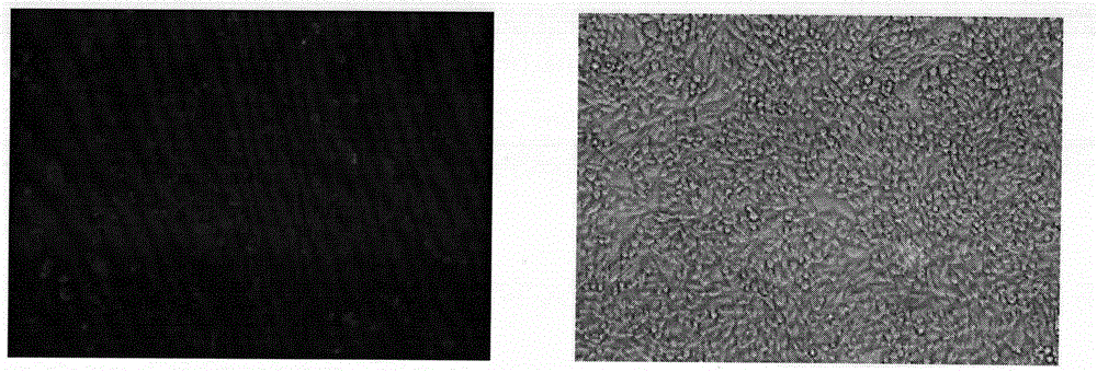 A CHO cell secretion capacity evaluating system