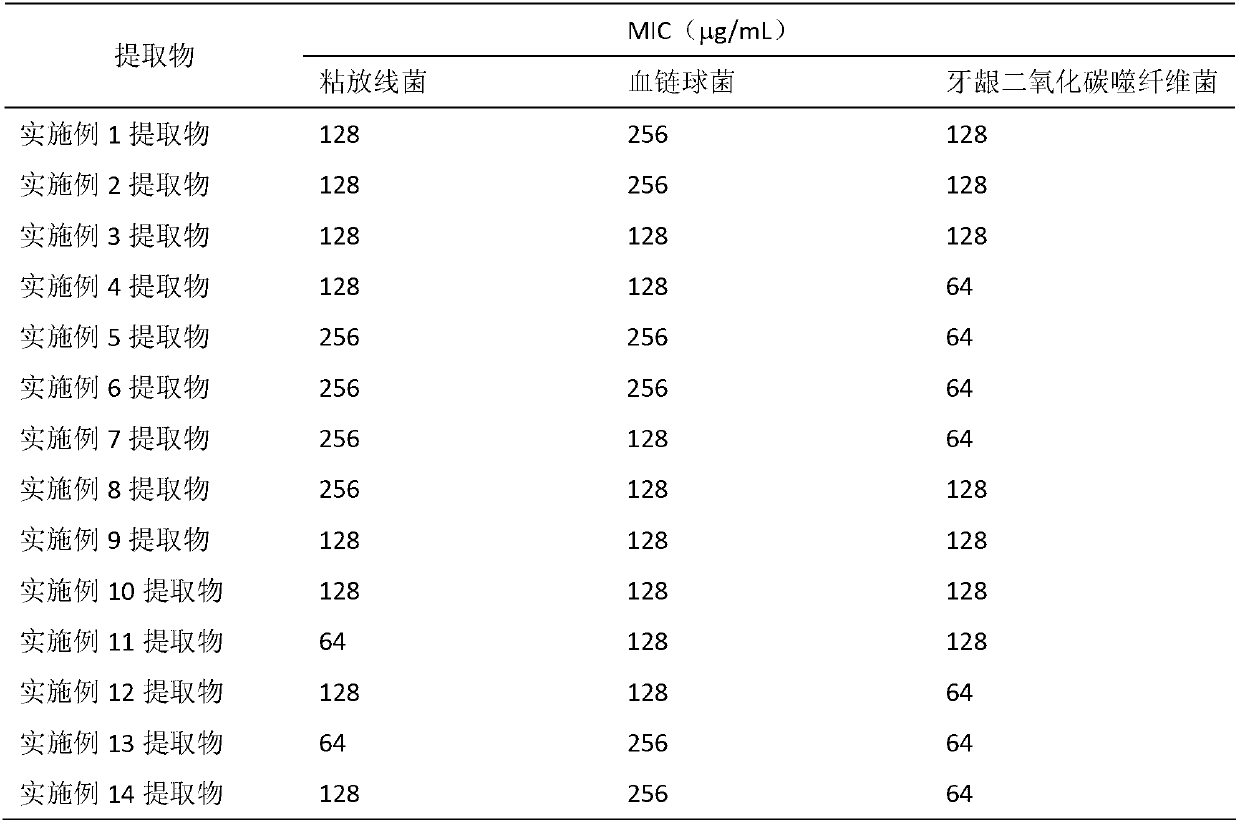 Application of green olive extract in preparation of drugs or food or daily necessities for preventing and curing gingivitis