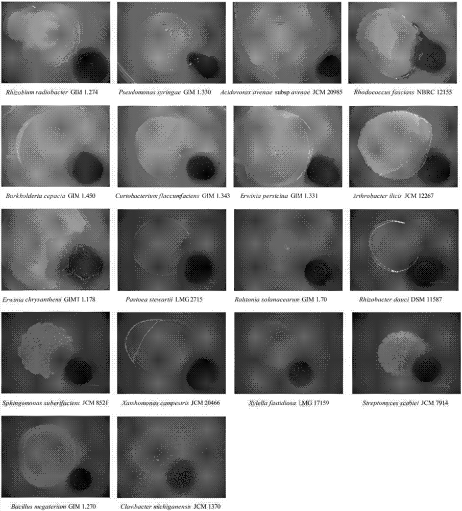 Application of myxobacteria in preparation of drugs for predation and inhibition of plant pathogenic bacteria