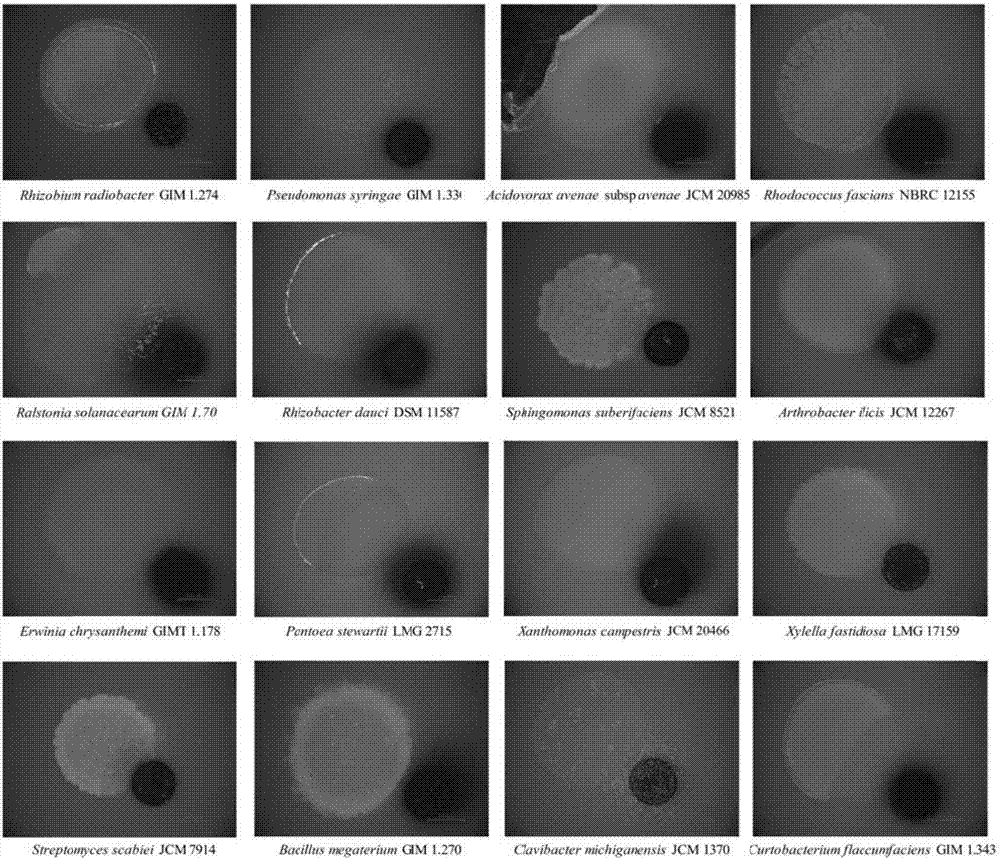 Application of myxobacteria in preparation of drugs for predation and inhibition of plant pathogenic bacteria